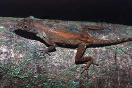 Sivun Anolis humilis Peters 1863 kuva