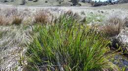 Image of Western Rough Sedge