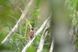 Image of Crimson-backed Flameback