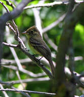 Empidonax occidentalis Nelson 1897的圖片