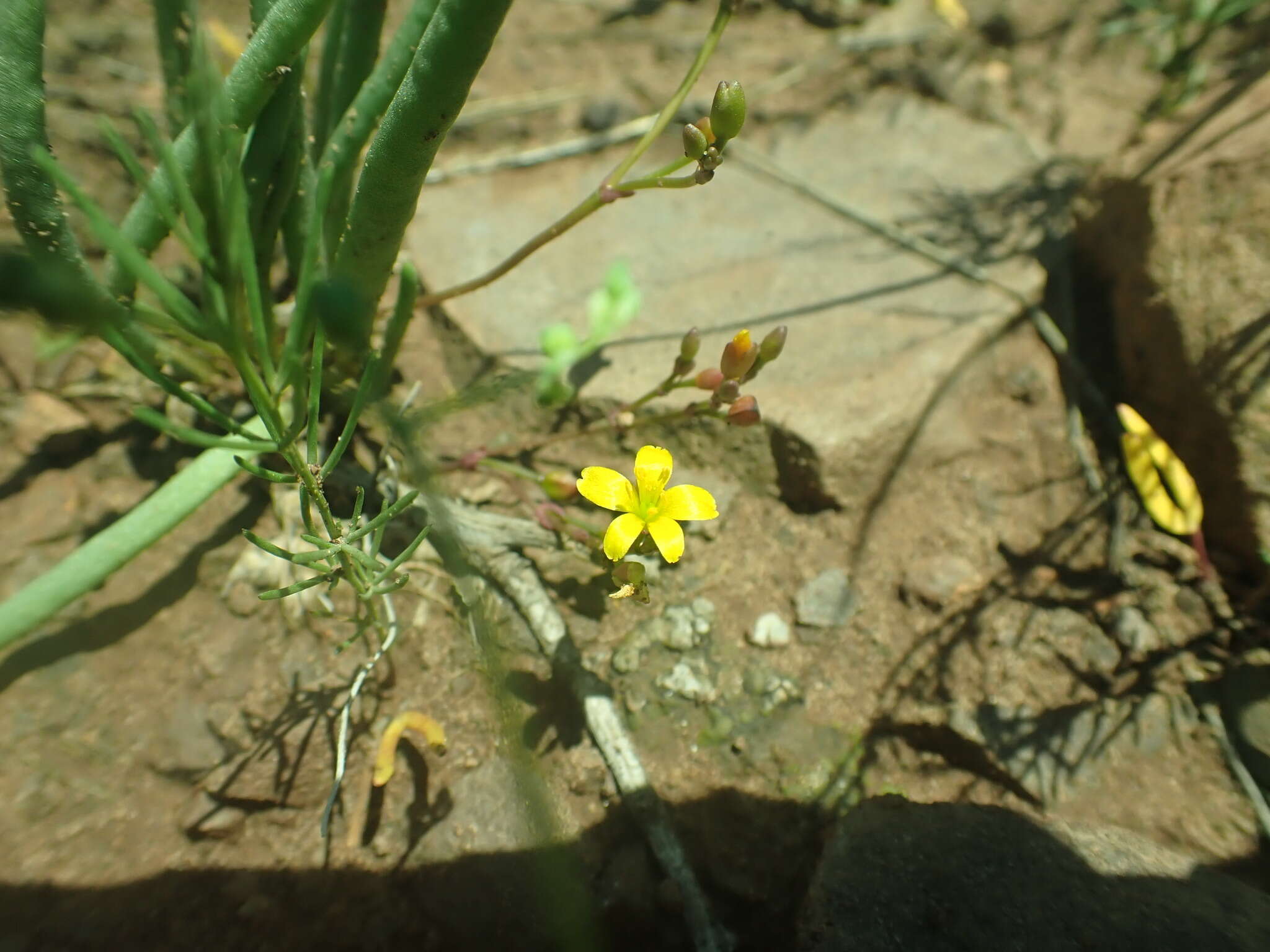 Image of Pinos Altos fameflower