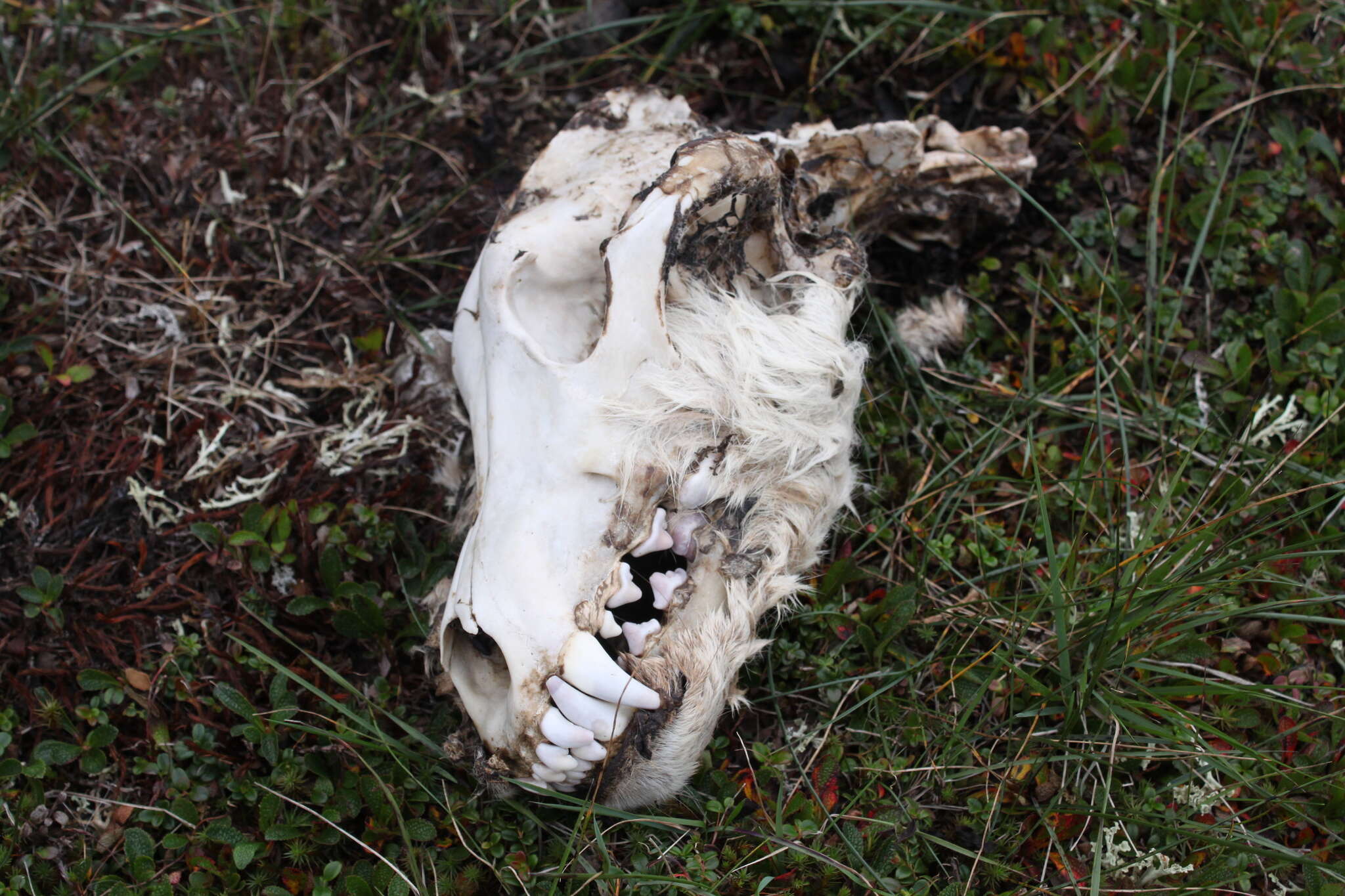 Image of Arctic wolf