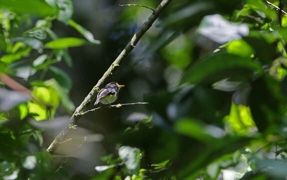 Image of Black-and-white Tody-Flycatcher