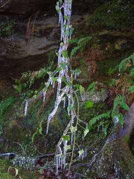 Image of English ivy