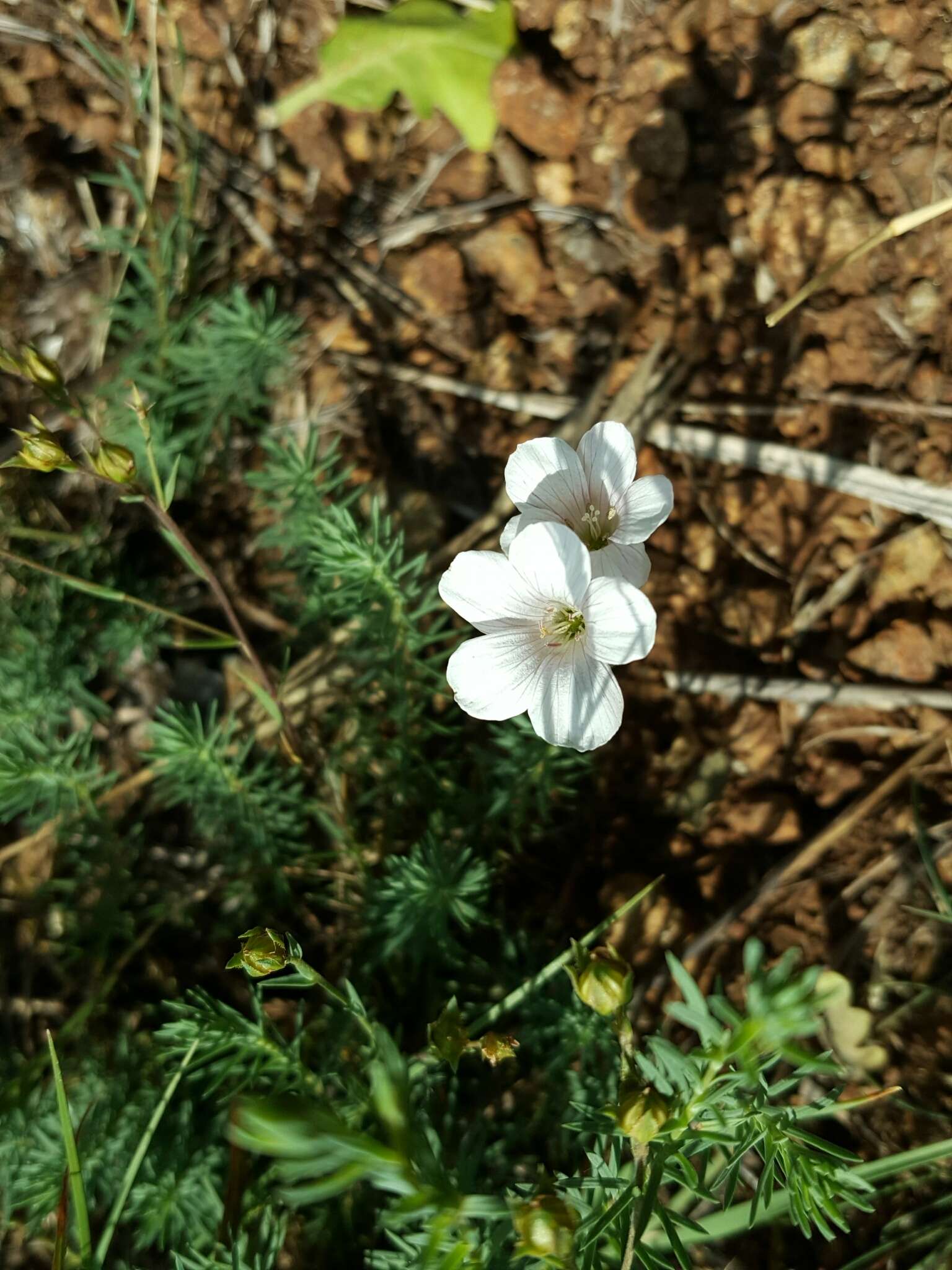 Image of Linum suffruticosum L.