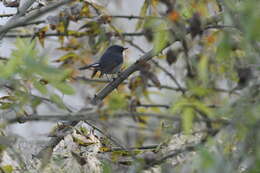 Image de Gobemouche bleu-ardoise