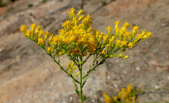 Image of Gattinger's goldenrod