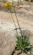 Image of Gattinger's goldenrod