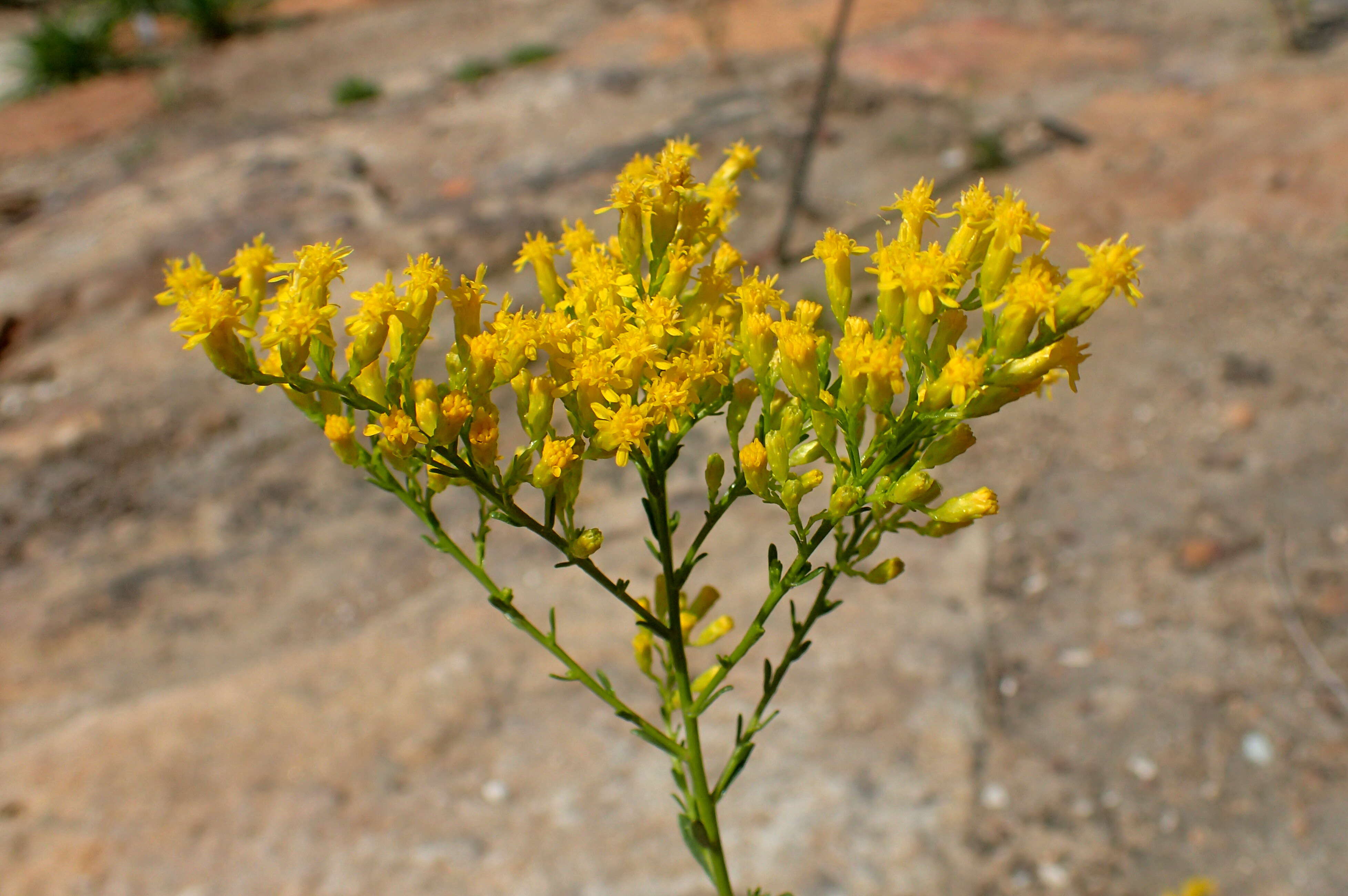 Image of Gattinger's goldenrod