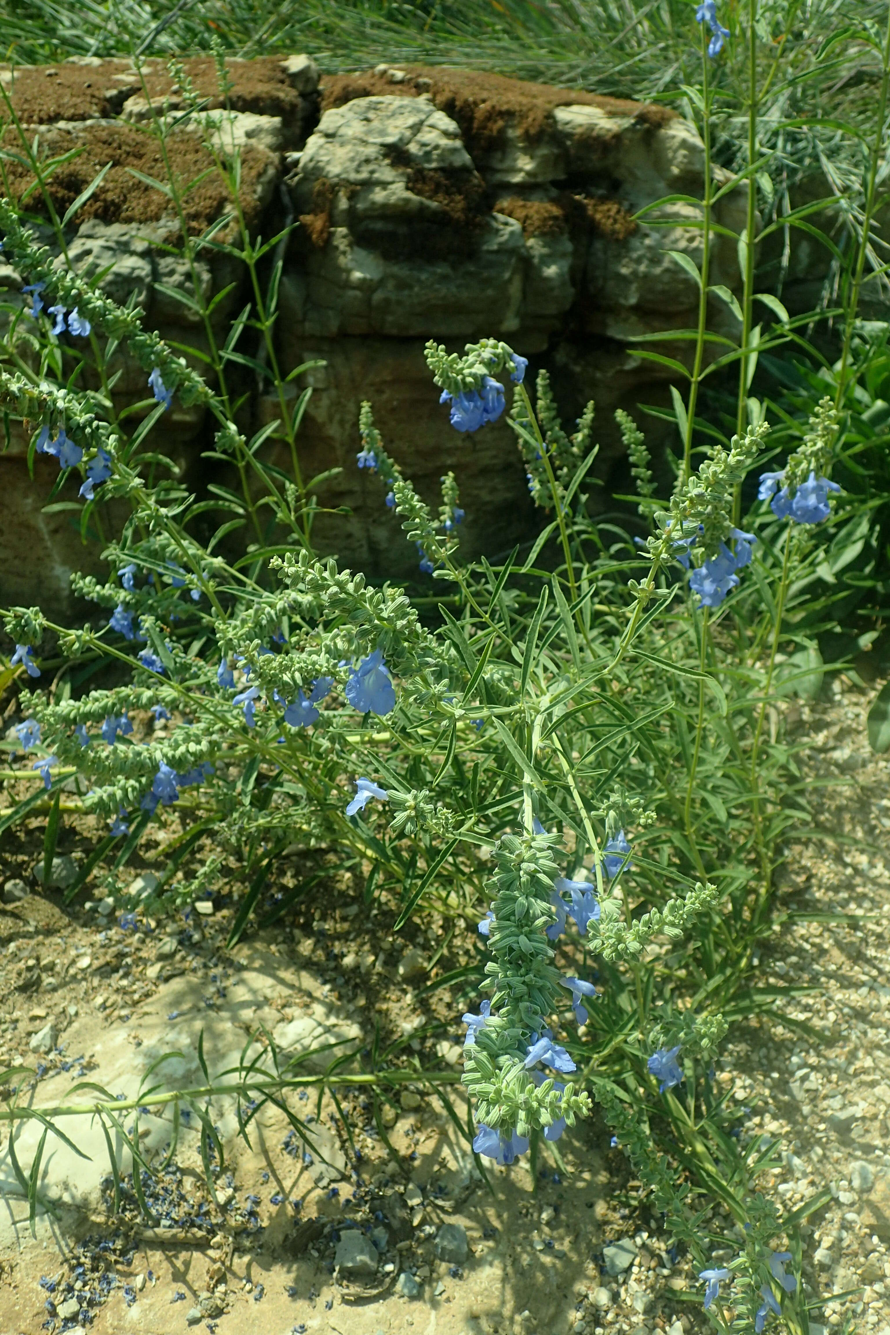 Image of azure blue sage