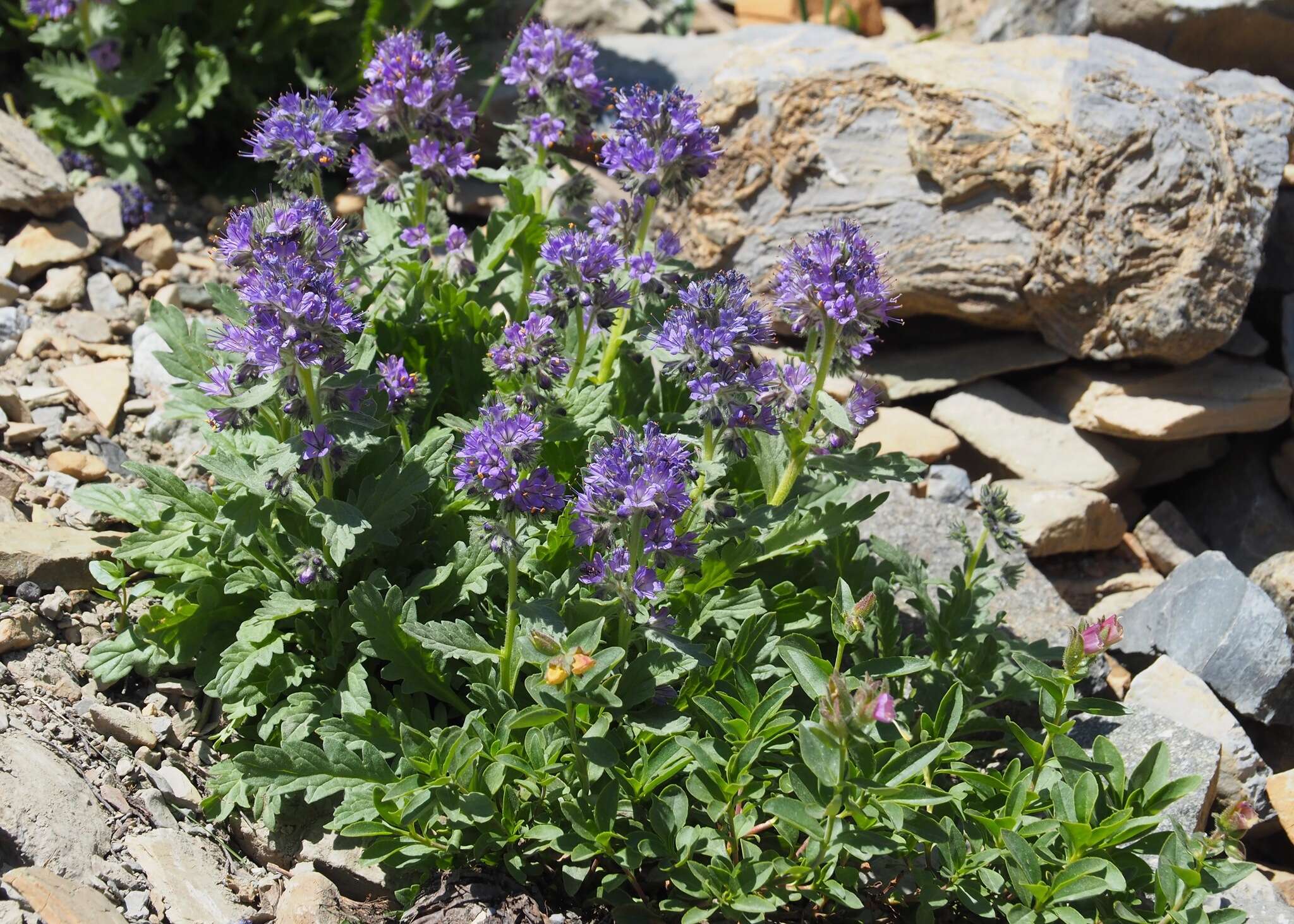 Image de Phacelia lyallii (A. Gray) Rydb.