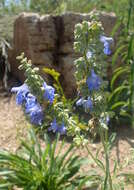 Image of azure blue sage