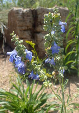 Image of azure blue sage