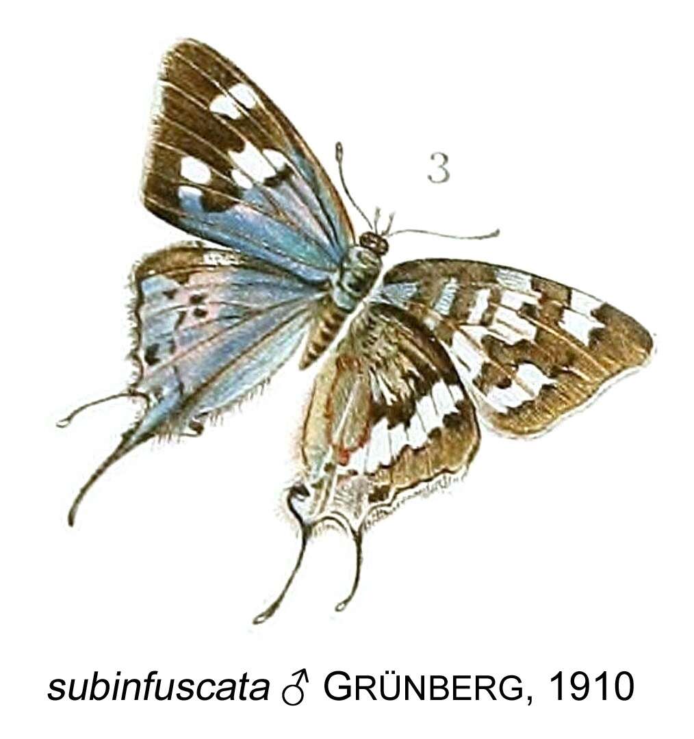 Image of Stugeta subinfuscata Grünberg 1910