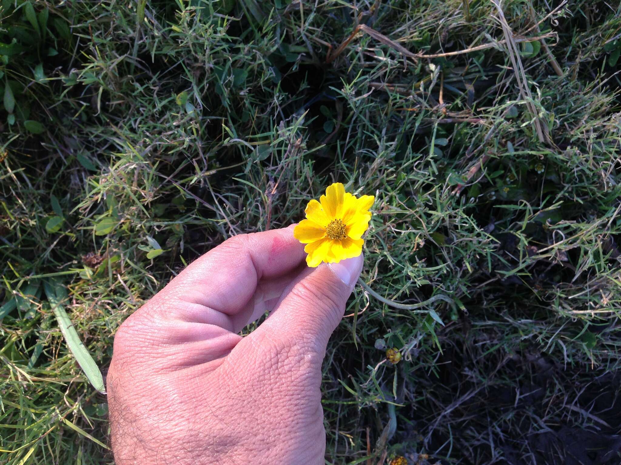 Image of Coreopsis paludosa M. E. Jones