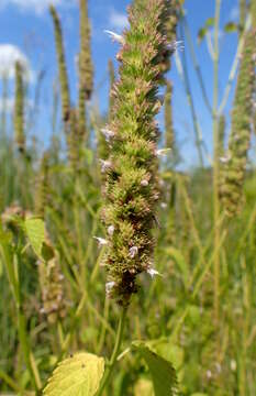 Image of Yellow Giant Hyssop