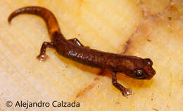 Image of Southern Banana Salamander