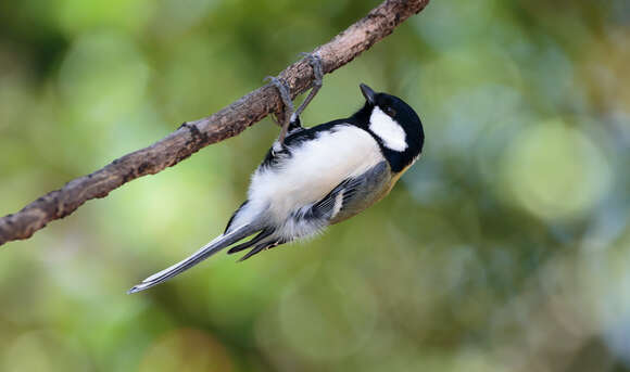 Image of Japanese Tit