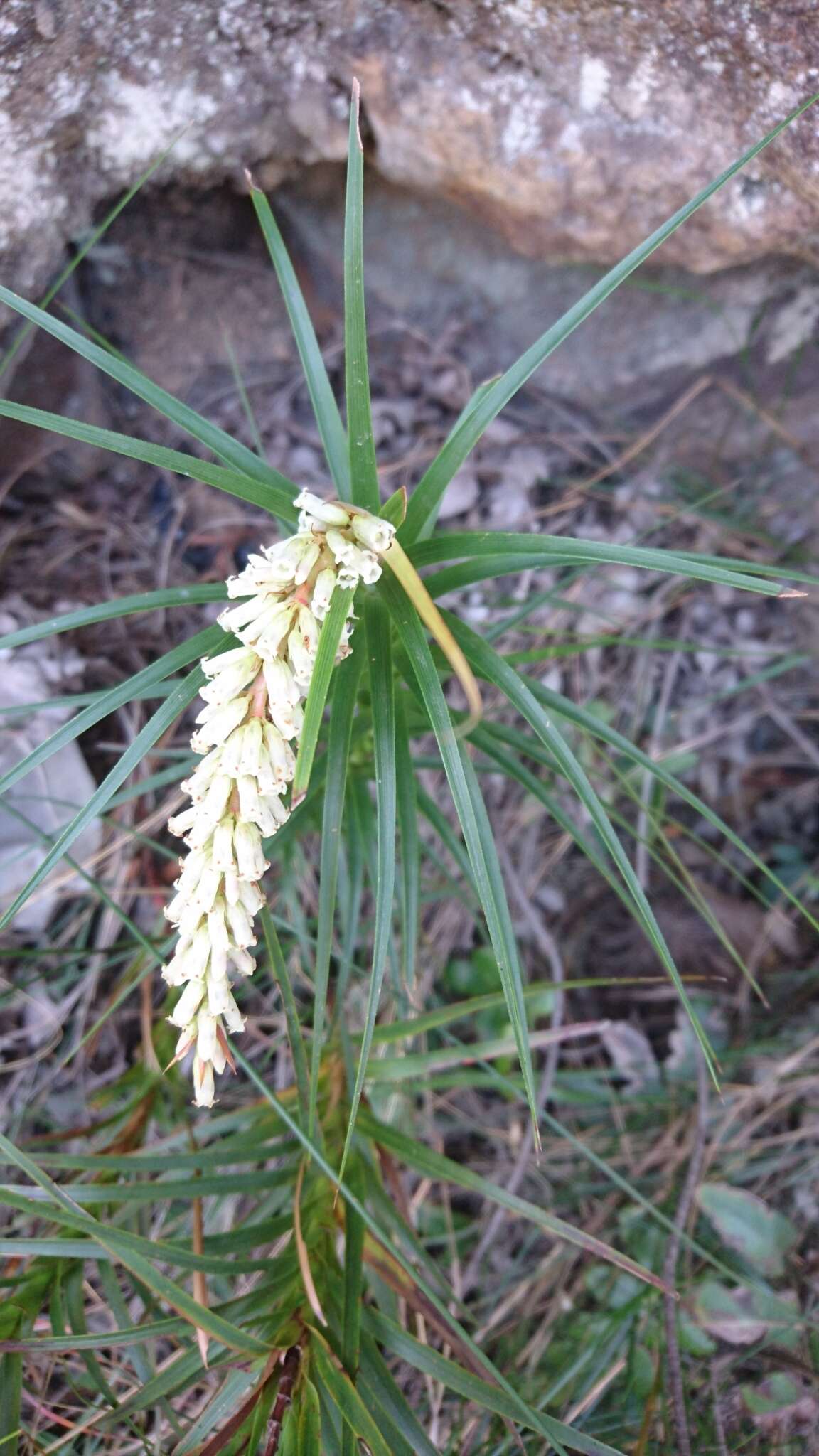 Image of Dracophyllum secundum R. Br.