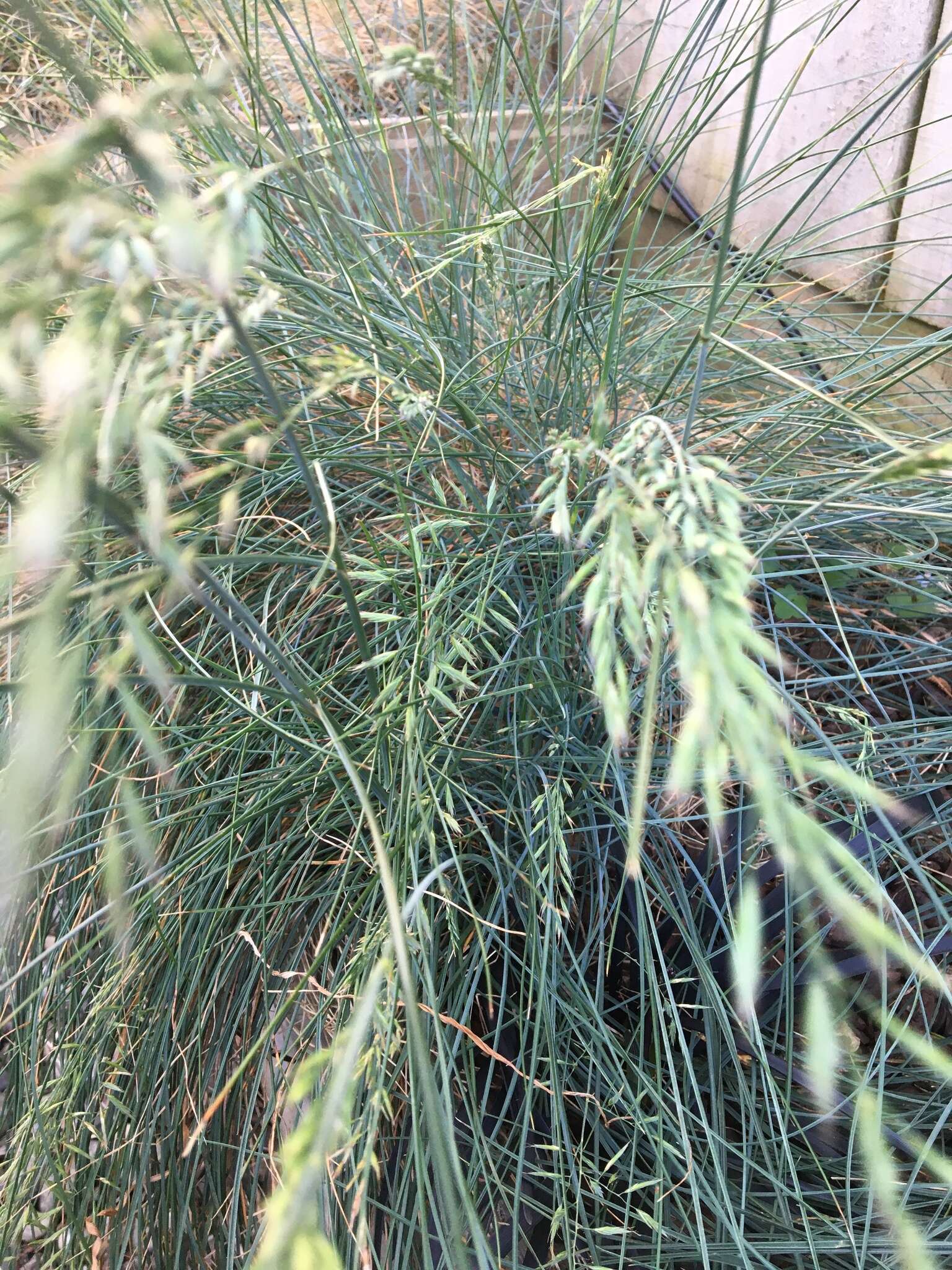 Image of Poa colensoi Hook. fil.