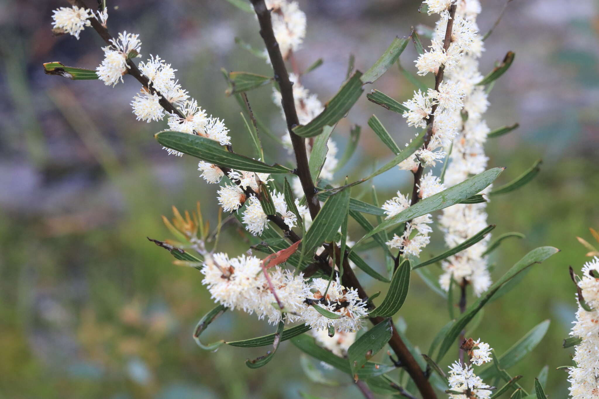 Imagem de Hakea laevipes subsp. graniticola Haegi