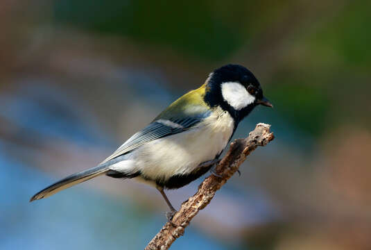 Image of Japanese Tit