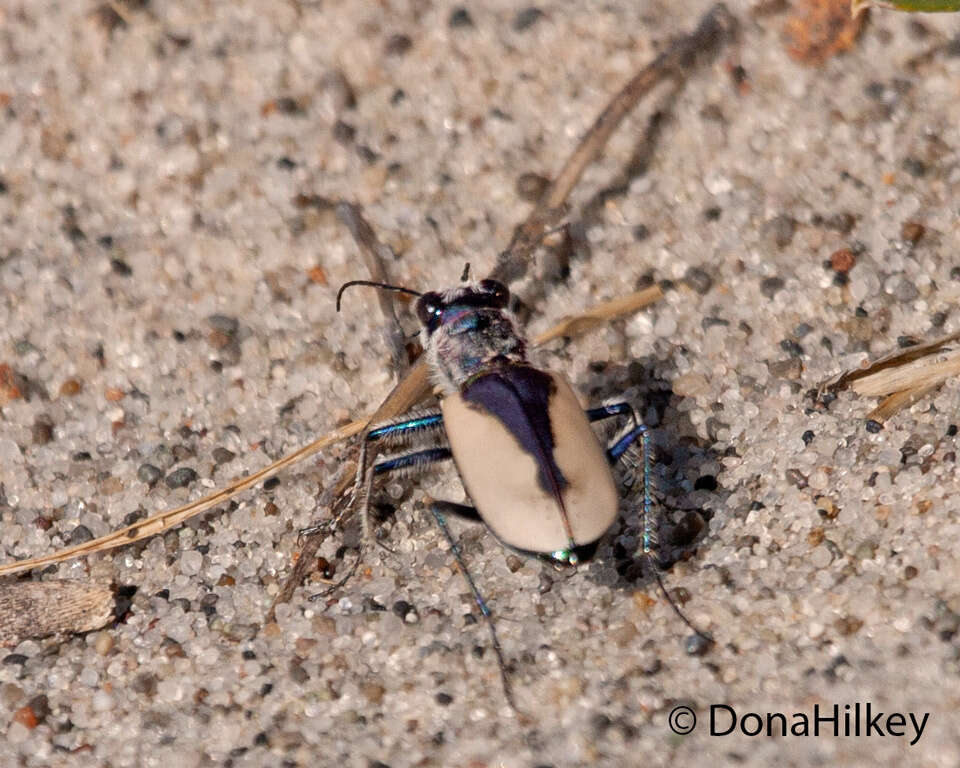 Image of Cicindela (Cicindela) formosa gibsoni Brown 1940