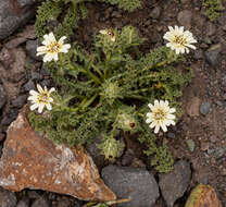 Sivun Perezia carthamoides (D. Don) Hook. & Arn. kuva