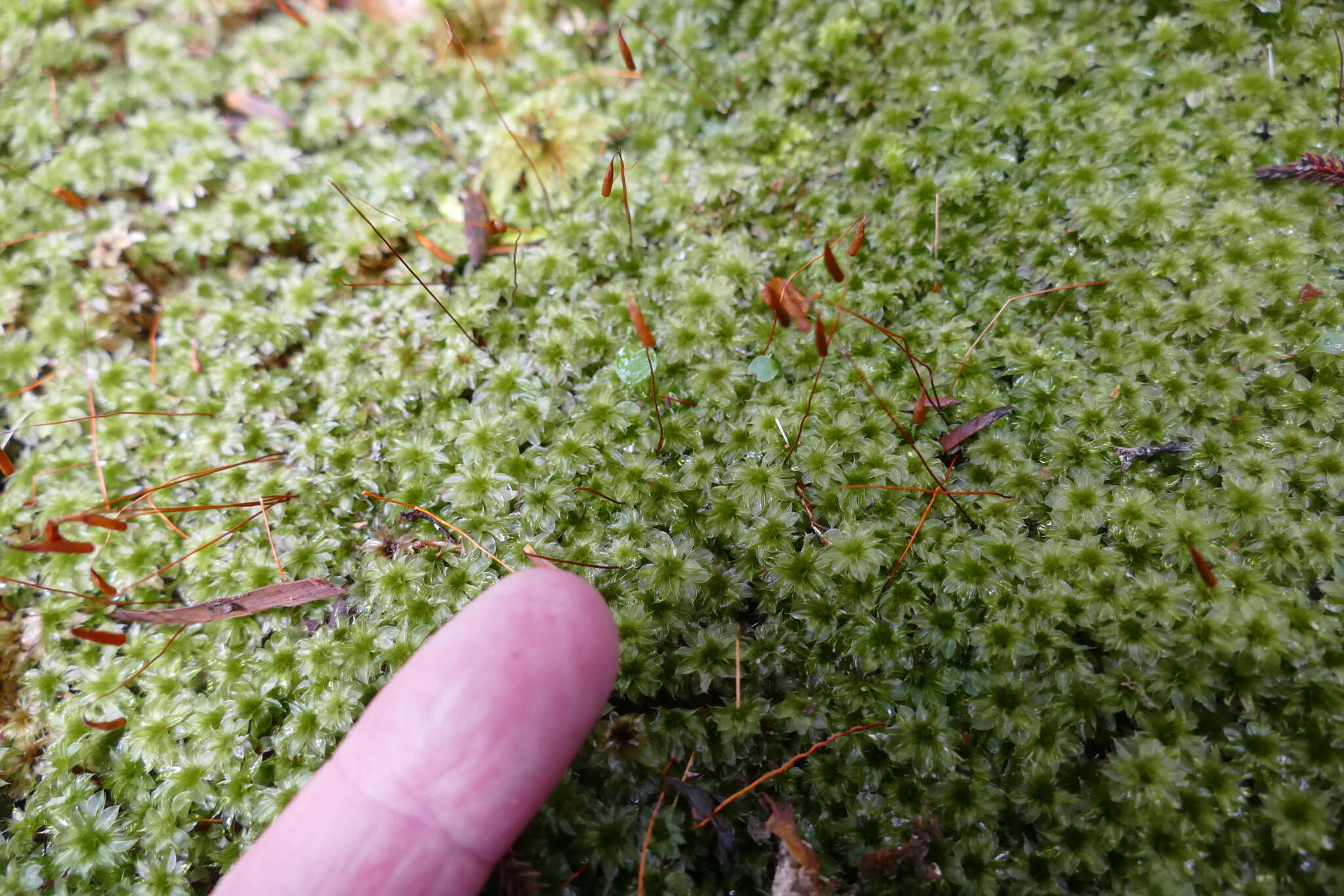 Imagem de Rosulabryum subtomentosum Spence 1996