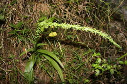 Plancia ëd Coenoemersa limosa (Lindl.) R. González & Lizb. Hern.