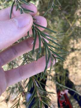 Image of Hakea circumalata Meissn.