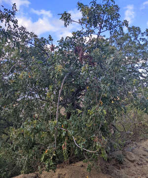 Image of Rhus tepetate Standl. & P. A. Barkley