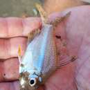 Image of Scalloped Glassfish