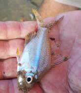 Image of Scalloped Glassfish