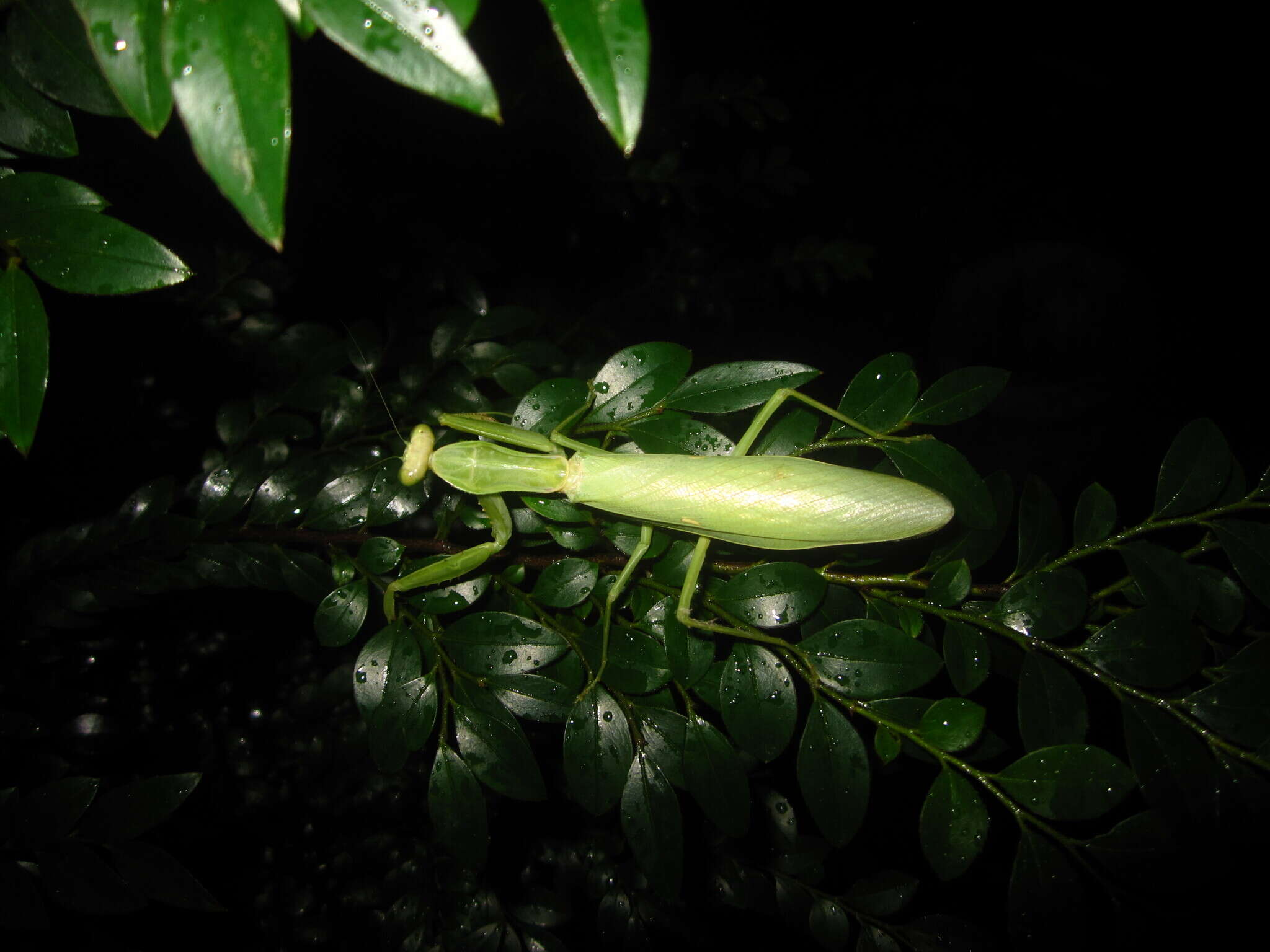 Image of Hierodula bhamoana Giglio-Tos 1912