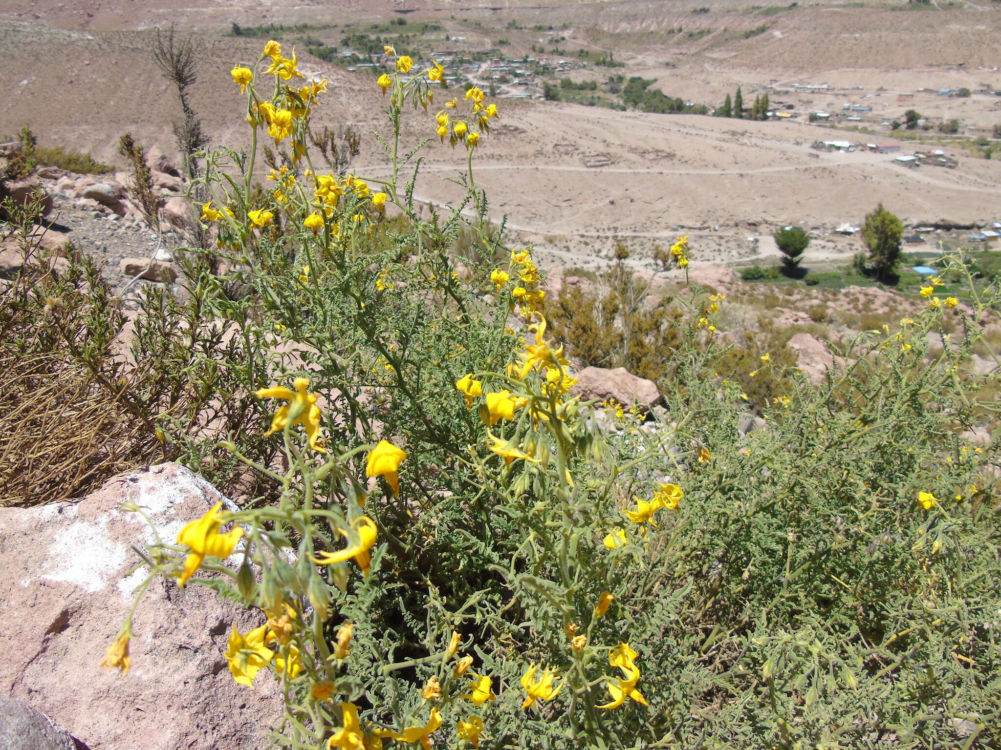 Image of Solanum chilense (Dun.) Reiche