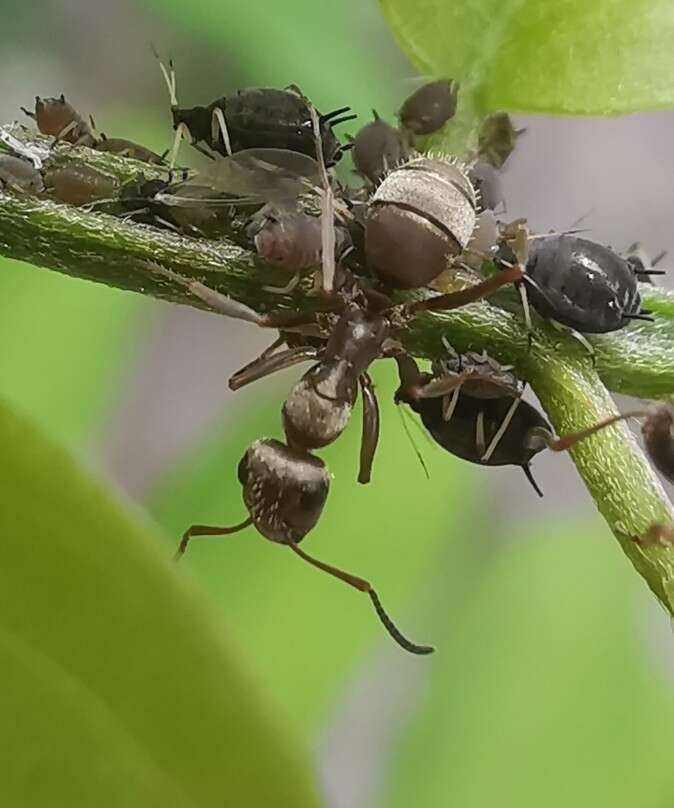 Слика од Formica cinerea Mayr 1853