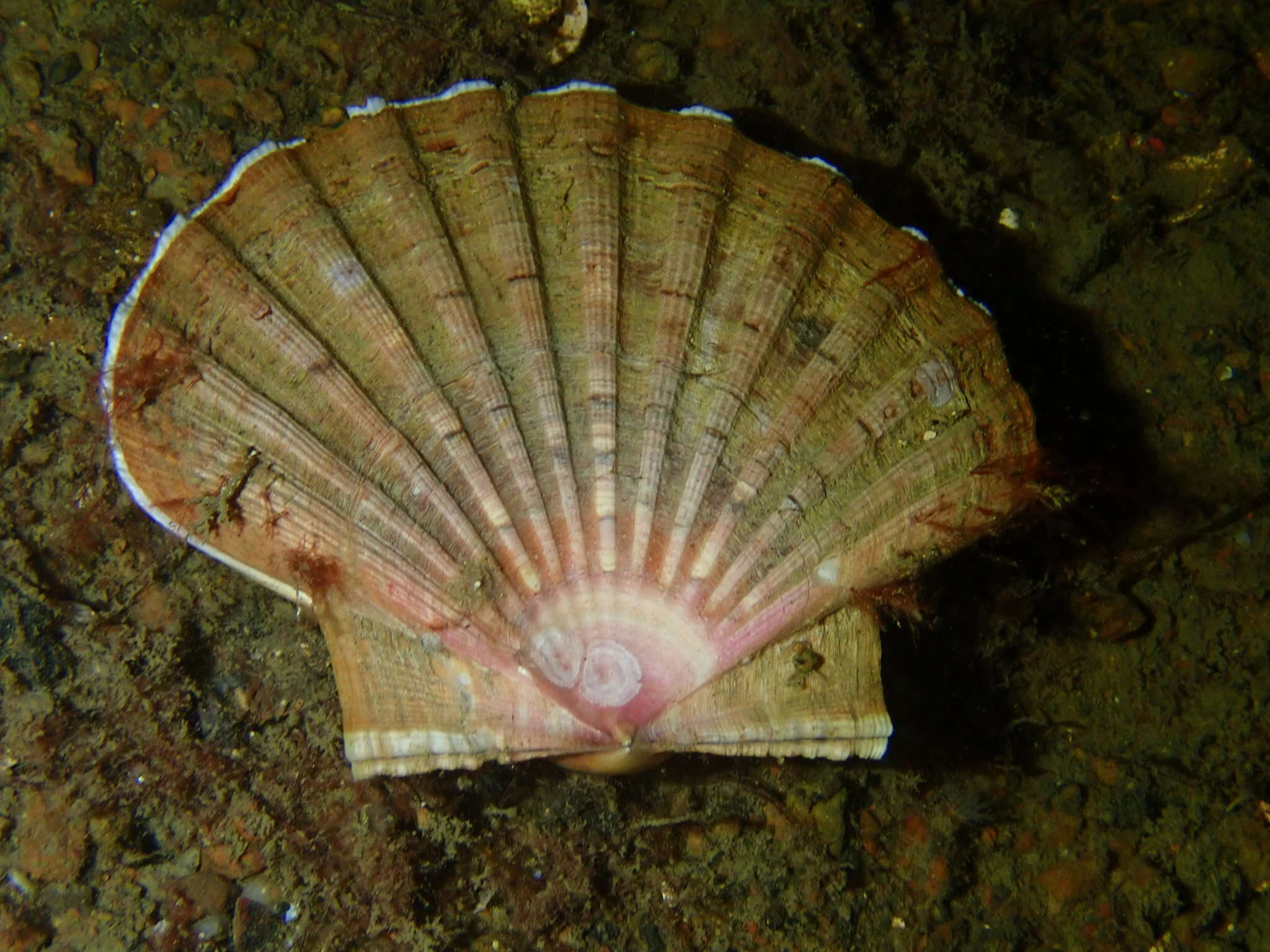 Image of Great Atlantic scallop