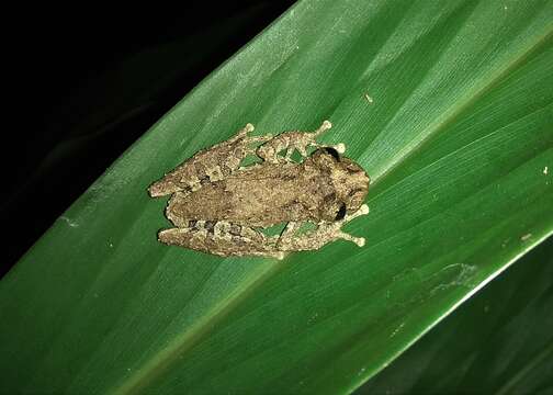 Image of Ololygon carnevallii Caramaschi & Kisteumacher 1989