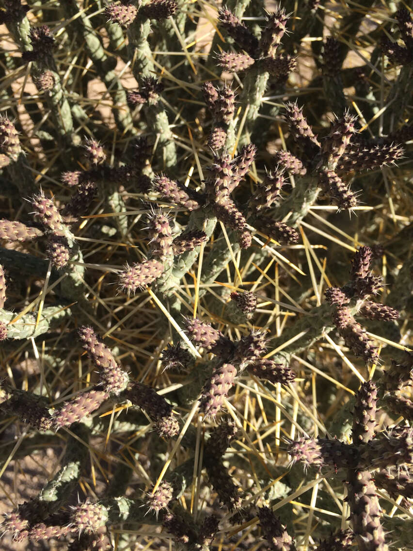 Image of branched pencil cholla