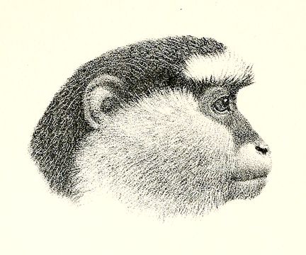 Image of Campbell's Guenon