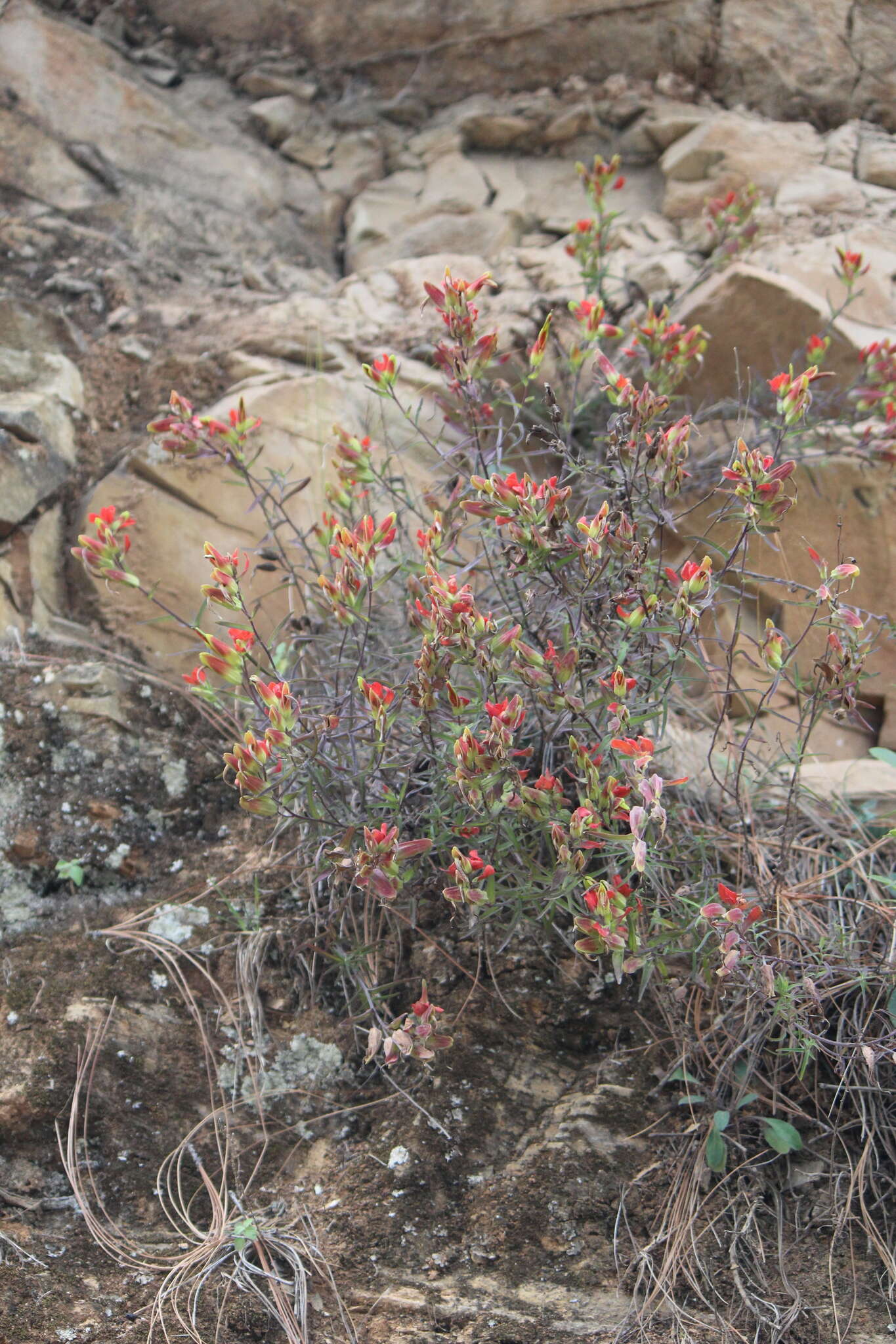 Слика од Castilleja integrifolia L. fil.