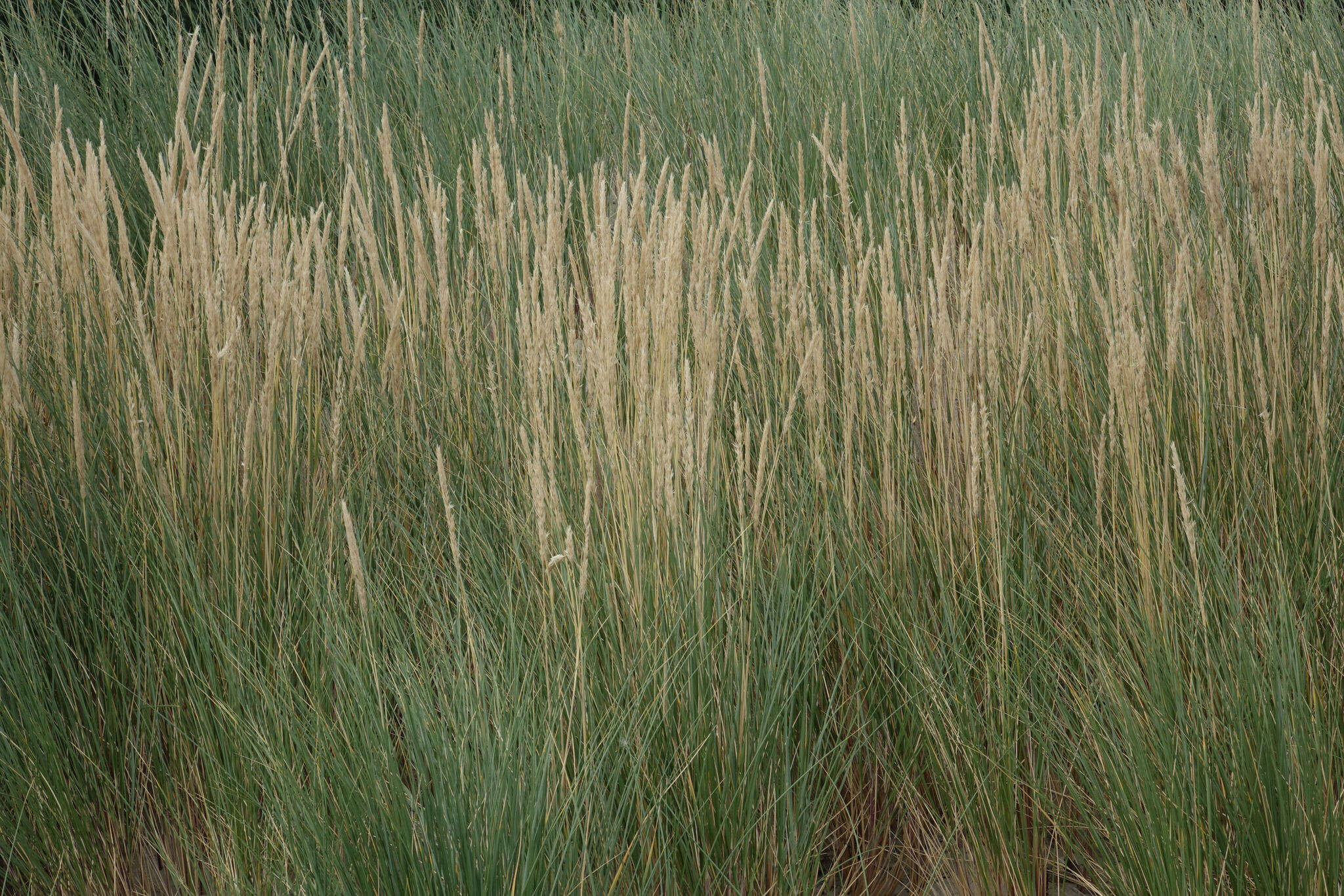 Image of European beachgrass