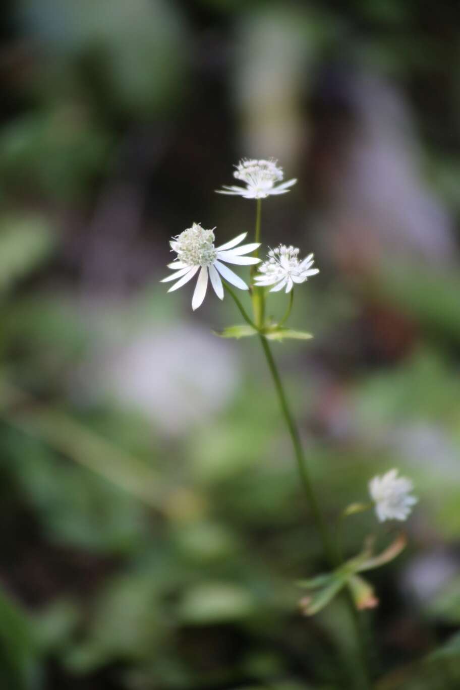 Imagem de Astrantia bavarica F. W. Schultz