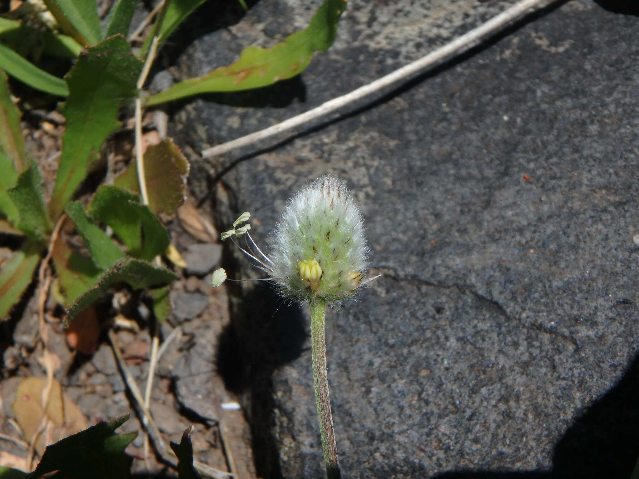 Image of Hare's-foot Plantain