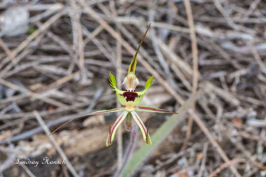 Caladenia attingens subsp. gracillima Hopper & A. P. Br. resmi