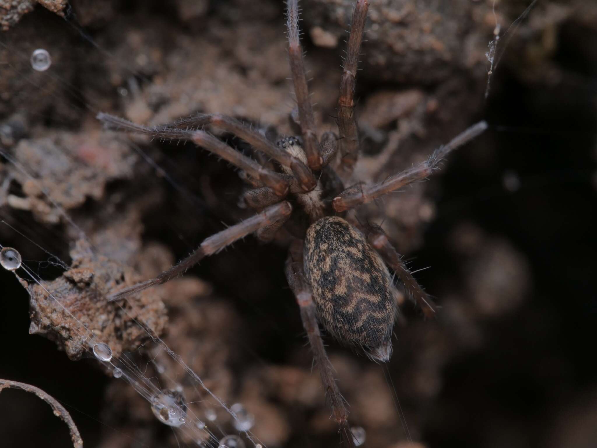 Image of Histopona torpida (C. L. Koch 1837)