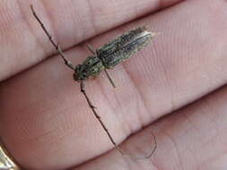 Image of Spined Oak Borer