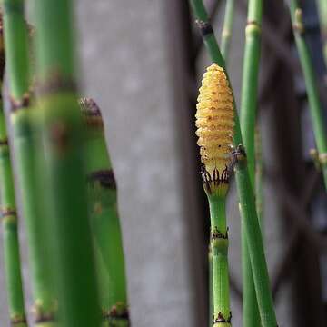 Image of Common Scouring-Rush