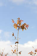 Image of Cyprus turpentine